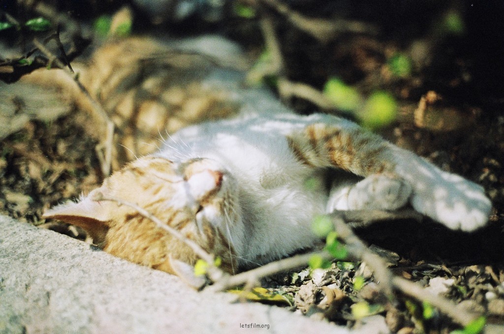 20110600031