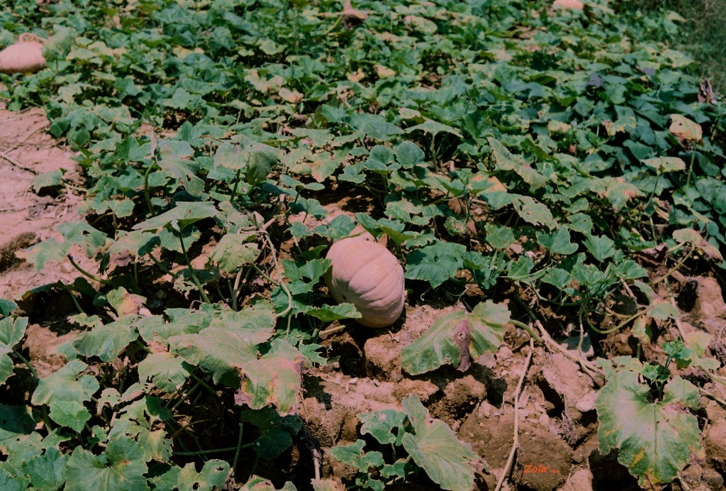000006_副本~