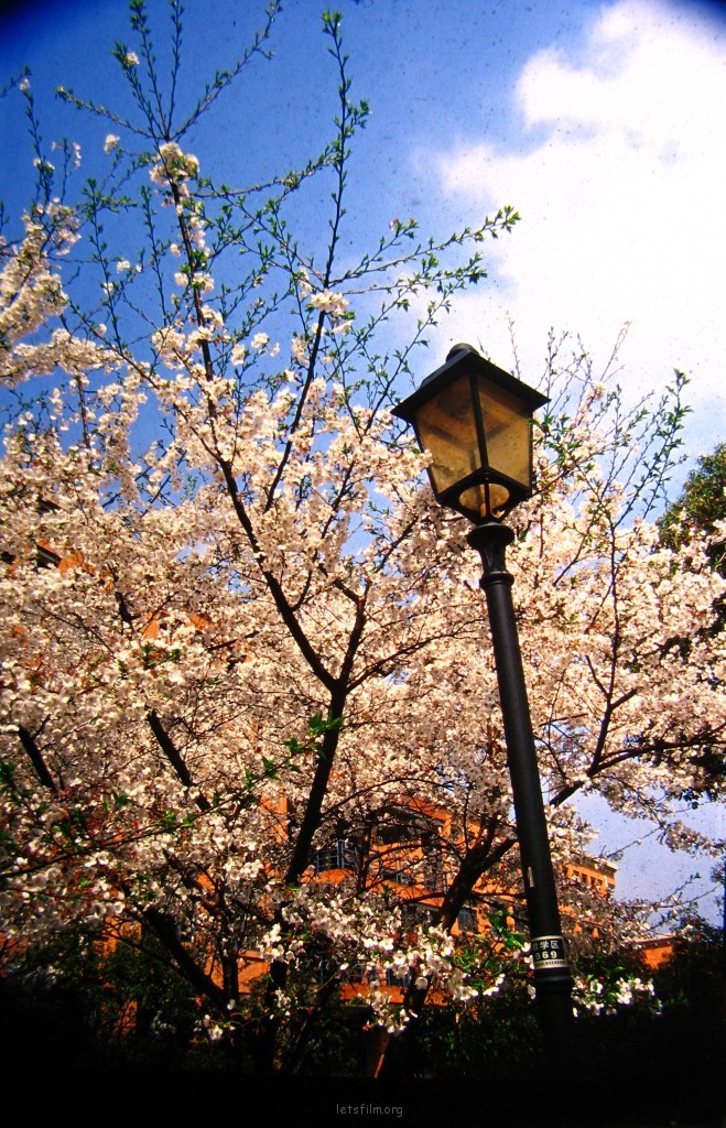 樱花