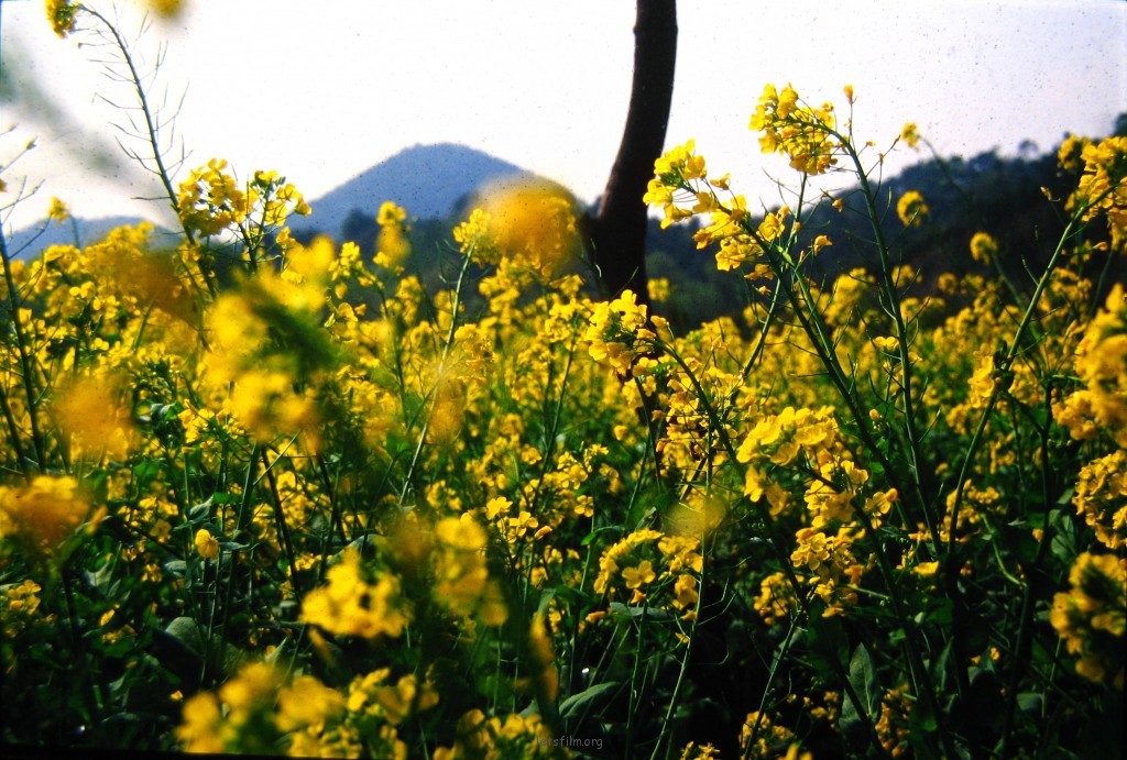 黄花