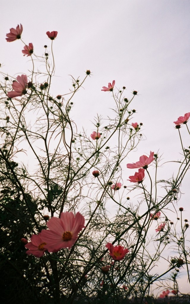 长春 妖娆格桑花  photo by CONTAX T2