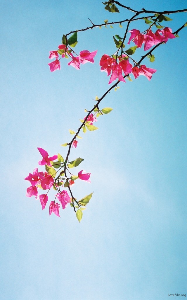 深圳市花 勒杜鹃 photo by  contax T2
