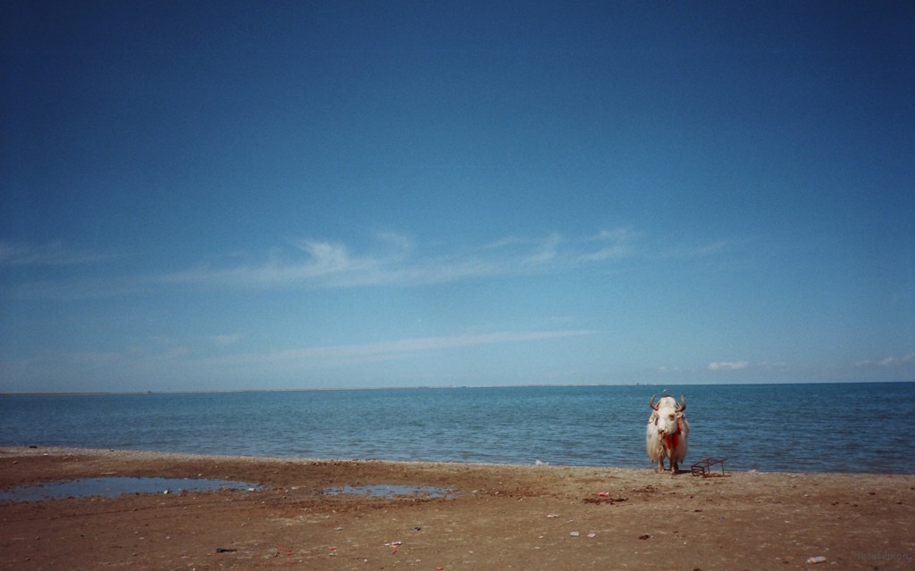 青海湖 孤独牦牛 photo by konica big mini