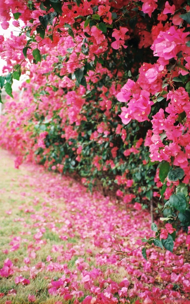 深圳市花 勒杜鹃  photo by CONTAX T2