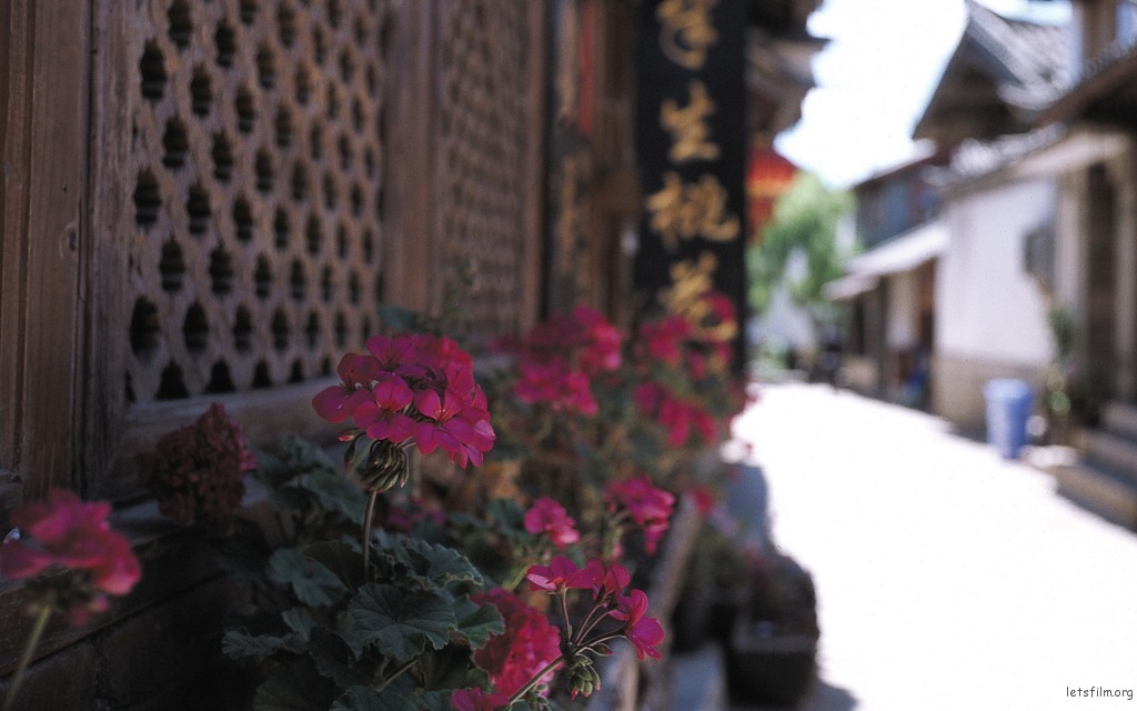 丽江 半生桃花 photo by leica M6+SUMMARON 35/2.8