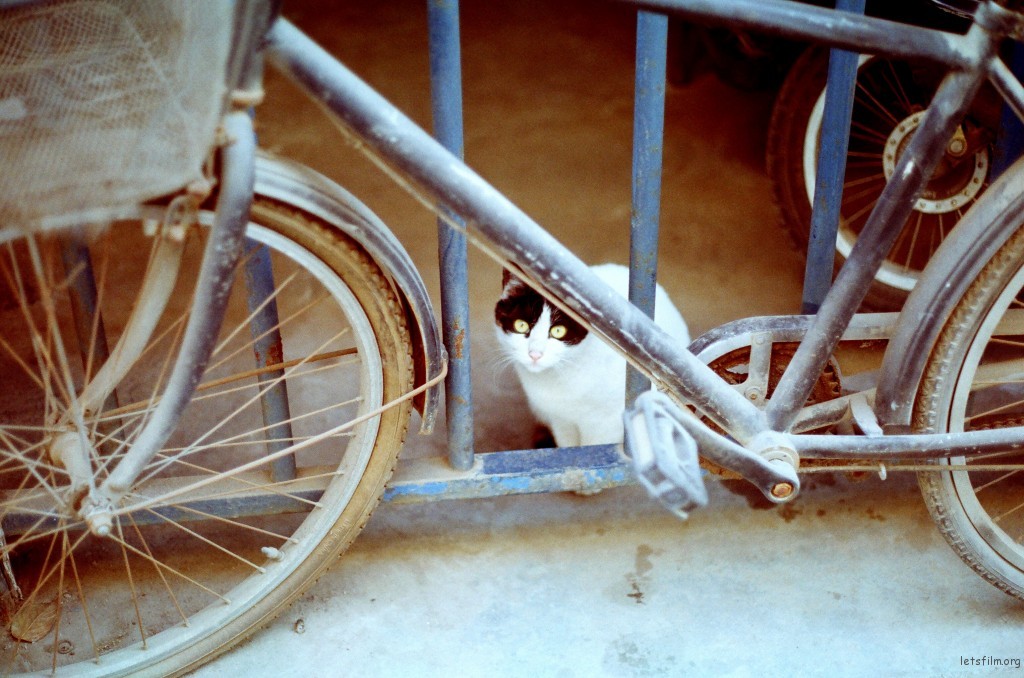 又见面了 猫猫