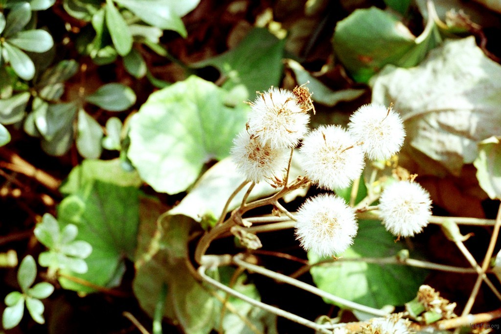 莫愁湖边