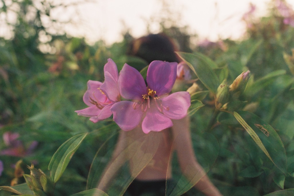 花丛